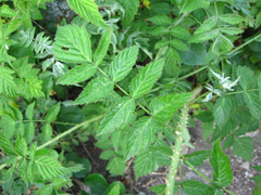 Rubus pungens oldhamii