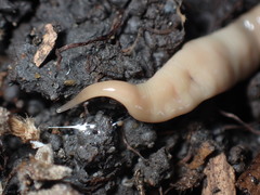 Microplana scharffi