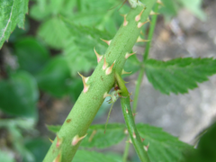 Rubus pungens oldhamii