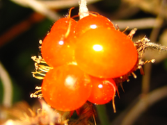 Rubus pungens oldhamii