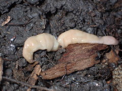 Microplana scharffi