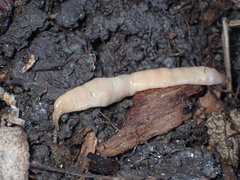 Microplana scharffi