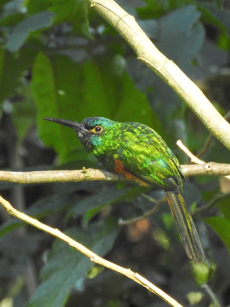 Coppery-chested Jacamar