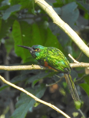 Coppery-chested Jacamar
