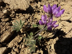 Lupinus microcarpus