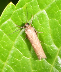 Urodidae