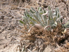 Oreocarya spiculifera