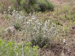 Oreocarya spiculifera