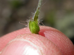 Oreocarya spiculifera