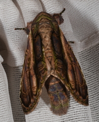 Disphragis salona