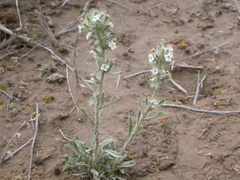 Oreocarya spiculifera