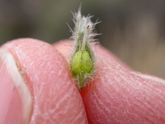 Oreocarya spiculifera