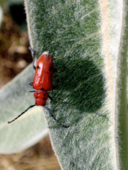 Tetraopes basalis