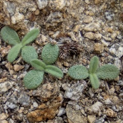 Cryptantha barbigera barbigera