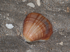 Tivela