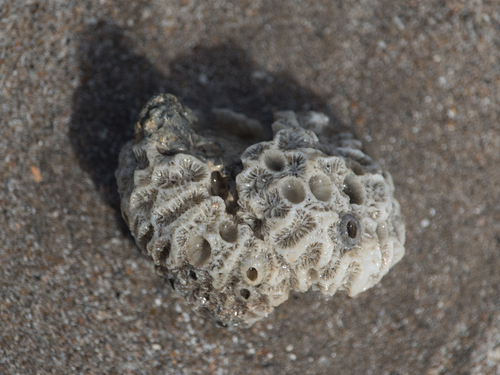 knob coral