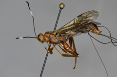 Xorides californicus