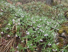 Cardamine altaica