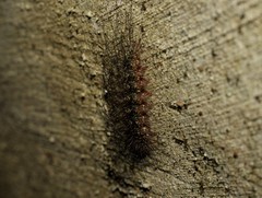 Lepidoptera