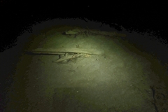 Gobiomorphus gobioides