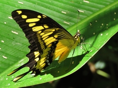 Heraclides thoas cinyras