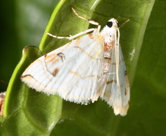 Neurophyseta