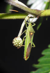 Savius diversicornis