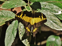 Heraclides thoas cinyras