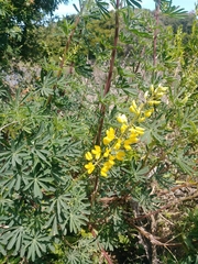 Lupinus arboreus