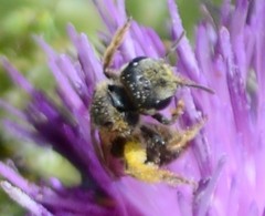 Halictus ligatus