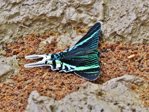Photo of Green-banded Urania (Urania leilus)