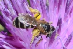 Halictus ligatus