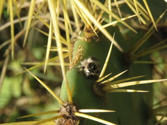 Phidippus bidentatus