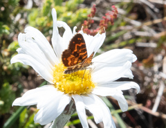 Chrysolarentia chrysocyma