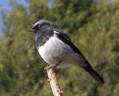 Phoenicurus coeruleocephala