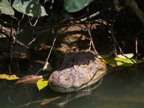 Broad-snouted Caiman