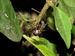 Araneae
