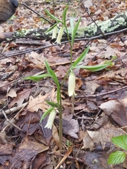Uvularia puberula