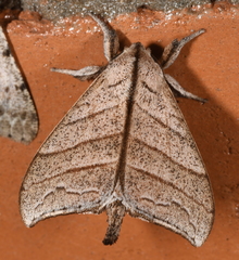 Drepatelodes friburgensis