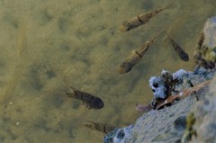 Sphaeramia orbicularis