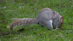 Sciurus carolinensis