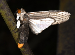 Lirimiris auriflua