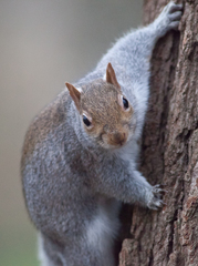 Sciurus carolinensis