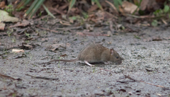 Rattus norvegicus