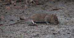 Rattus norvegicus