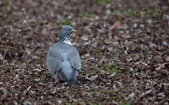 Columba palumbus