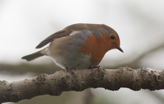 Erithacus rubecula