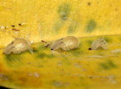 Coleoptera