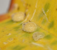 Coleoptera