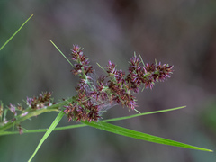 Scleria bracteata